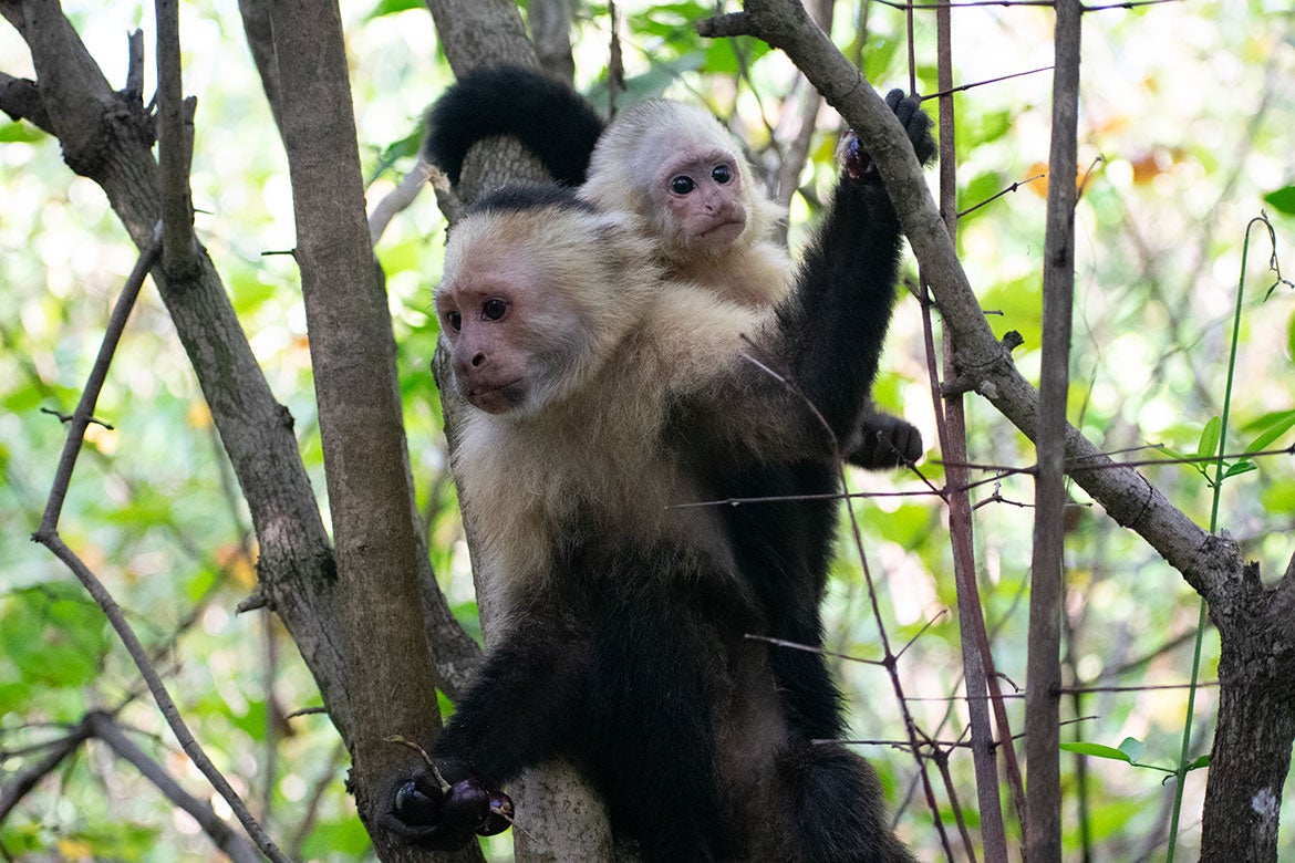 Two white-faced capuchin monkeys perched on tree branches in a green forest. Two monkeys on the left are stacked vertically, one with its mouth open wide; a third monkey on the right clings to a branch with its mouth slightly open